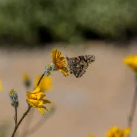 Butterfly resting on a yellow wildflower