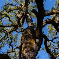 Broad tree canopy against a clear blue sky