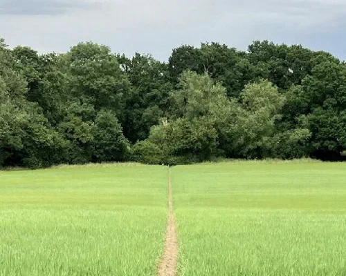A dirt path through a green field toward a line of trees under a cloudy sky