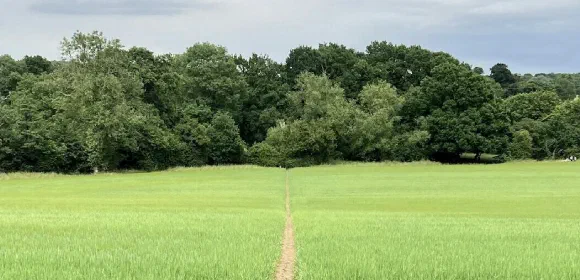 A dirt path through a green field toward a line of trees under a cloudy sky