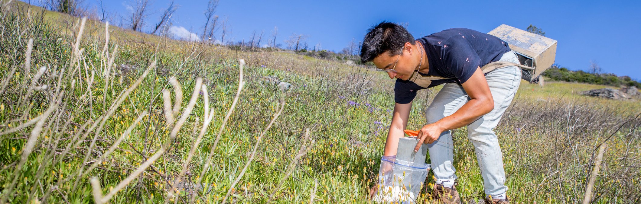 Researcher placing a sample bag on a grassy hillside