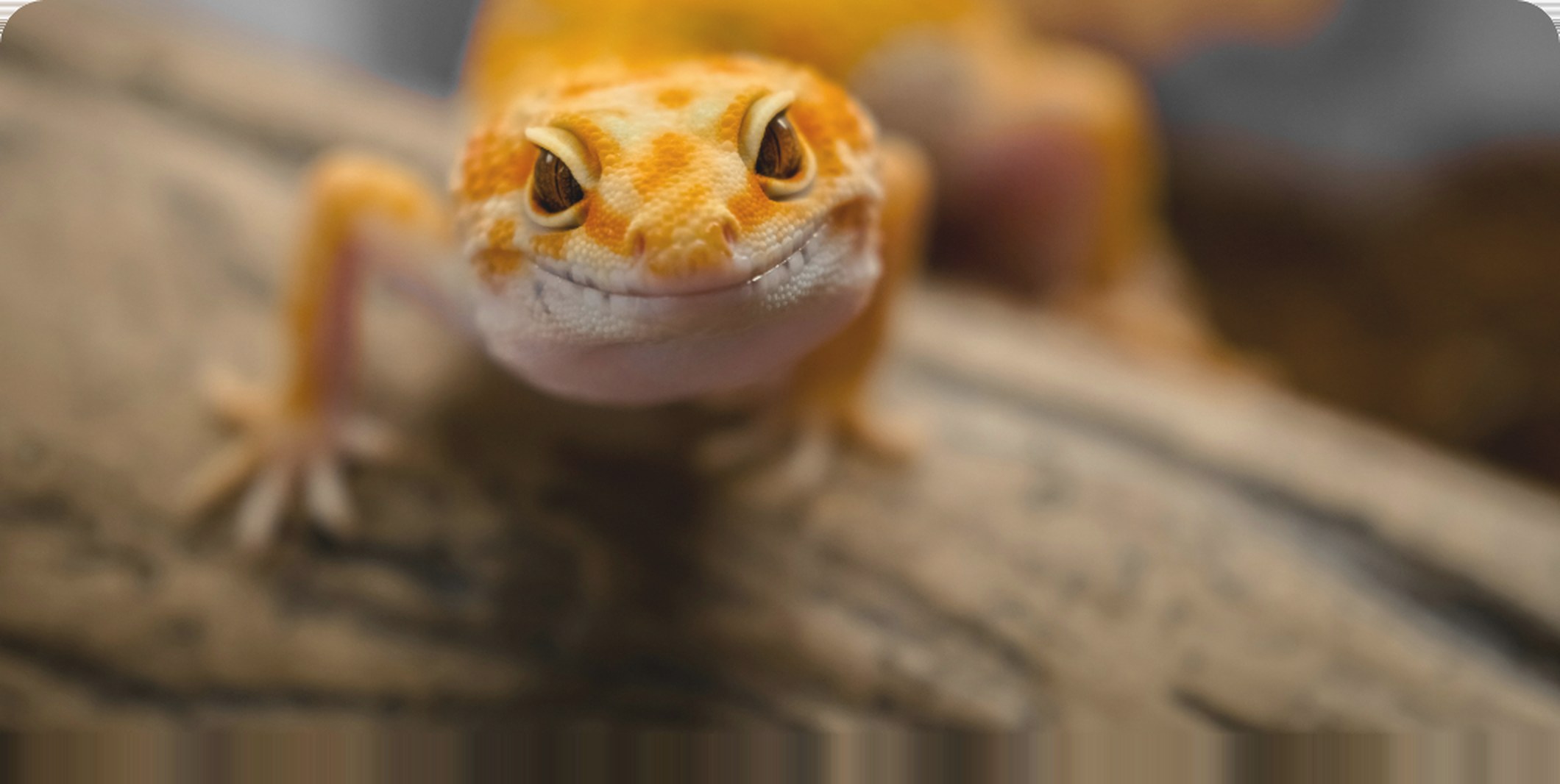 Close-up of a gecko on rock (placeholder)