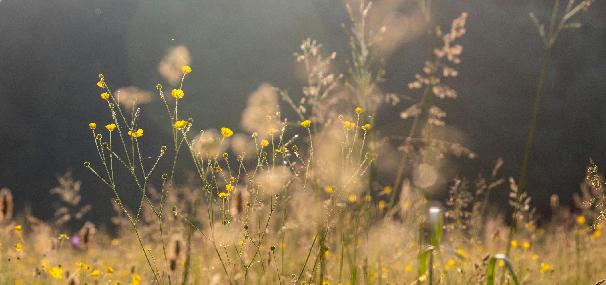Yellow wildflowers in a soft-focus meadow