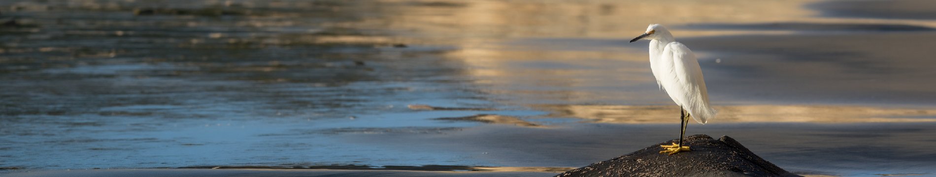 An egret standing in shallow coastal water
