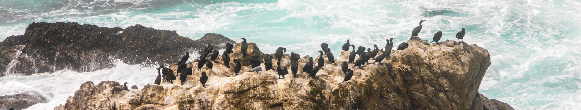 Shorebirds gathered on rocks beside breaking waves
